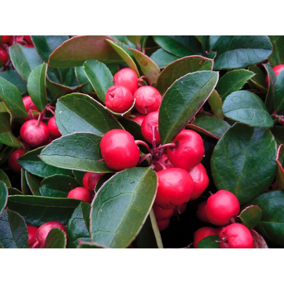 Гаультерия остроконечная