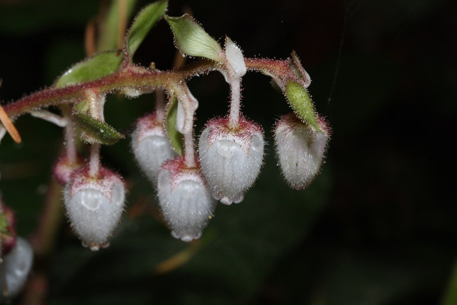 Винтергрин (Gaultheria procumbens)