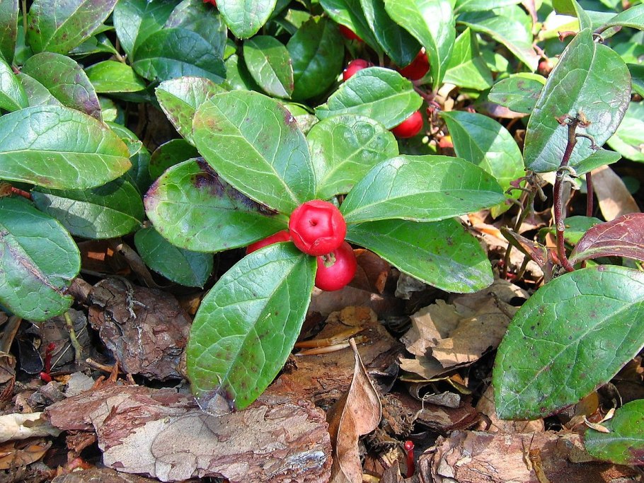 Винтергрин (gaultheria procumbens)