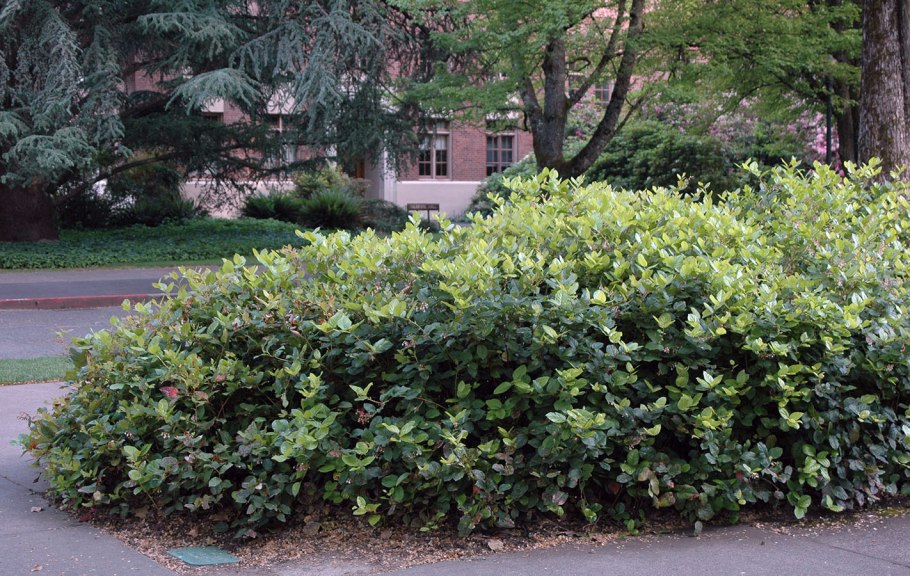 Гаультерия Прокумбенс