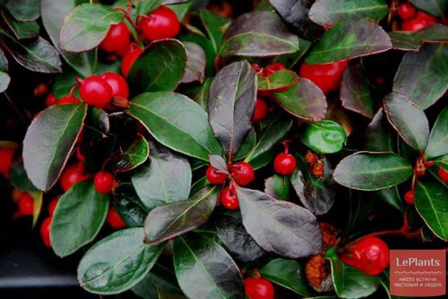 Гаультерия шаллон Gaultheria Shallon