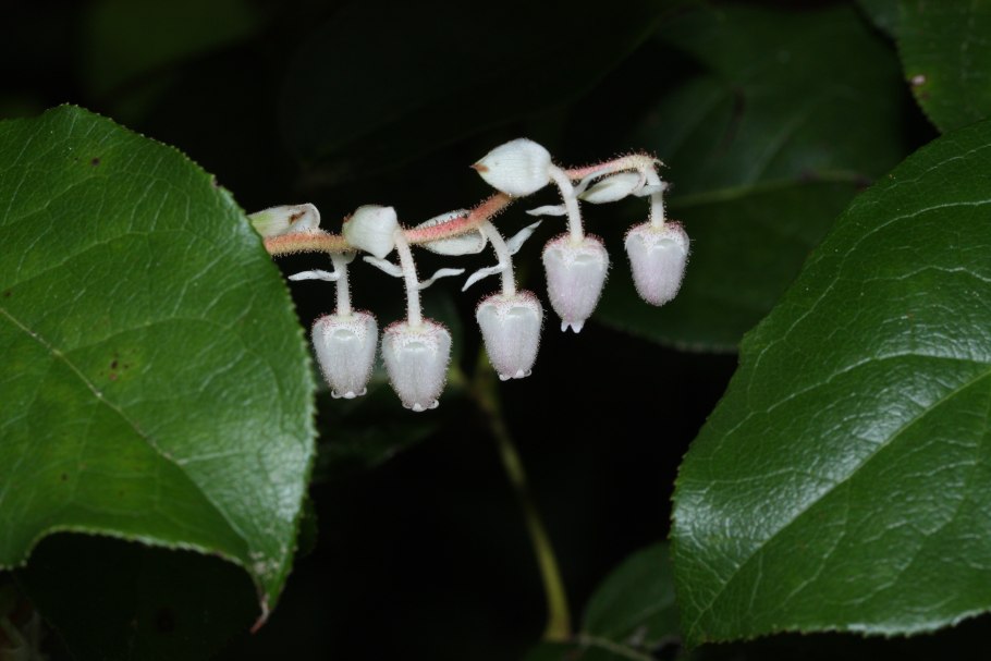 Gaultheria shallon