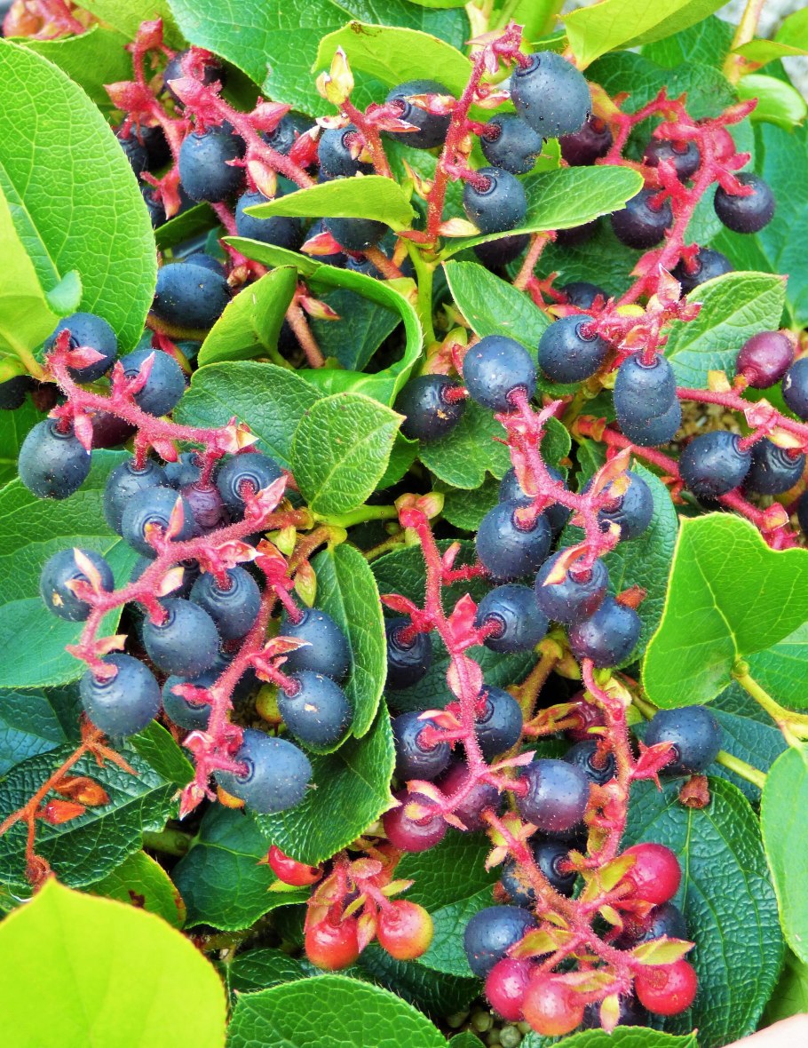 Gaultheria Shallon