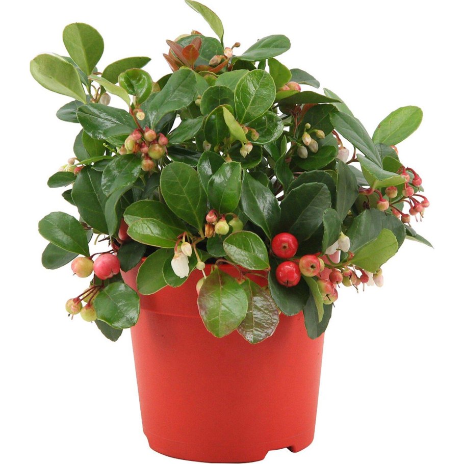 Гаультерия железистая