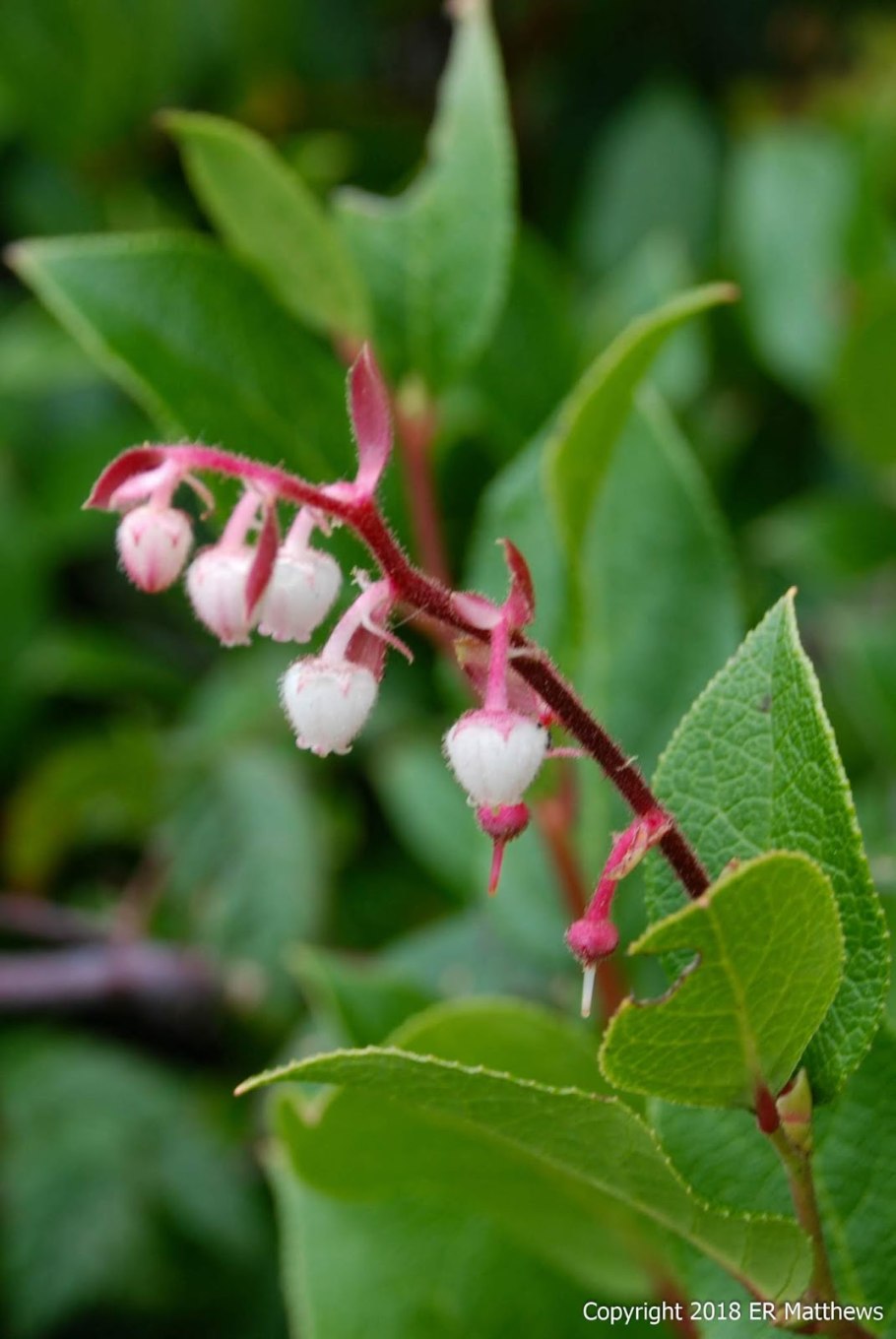 Зелень Салал Гаультерия шаллон