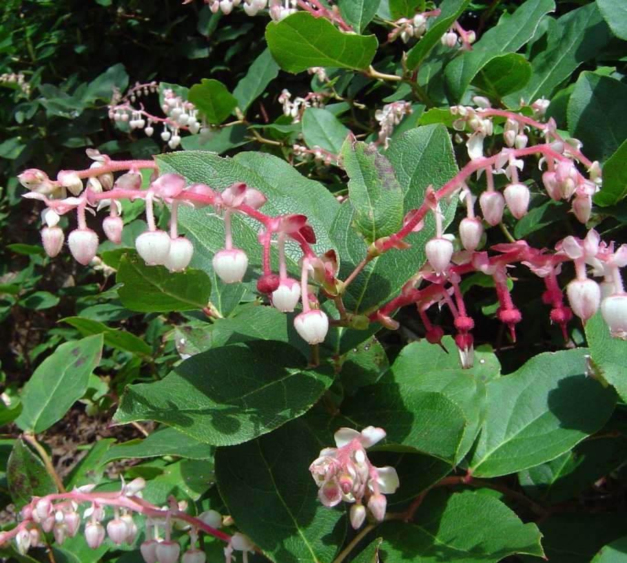 Гаультерия Софи