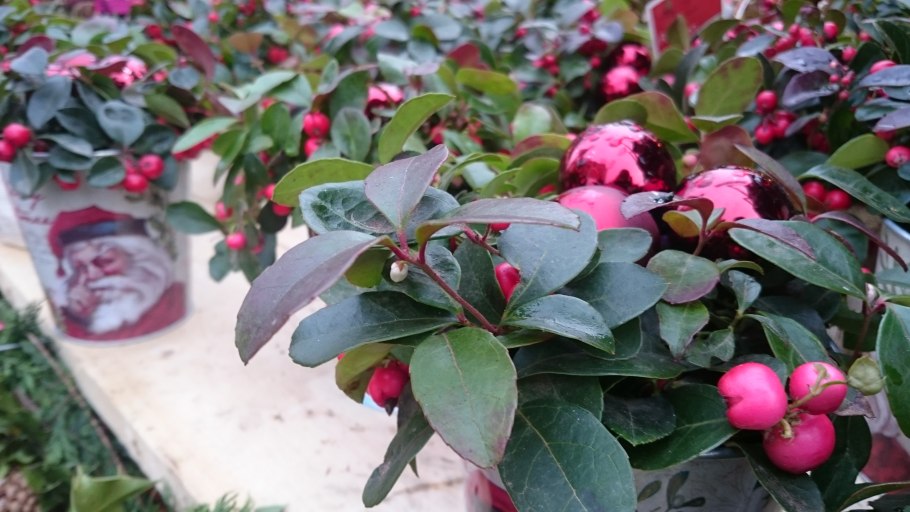 Зелень Салал Гаультерия шаллон