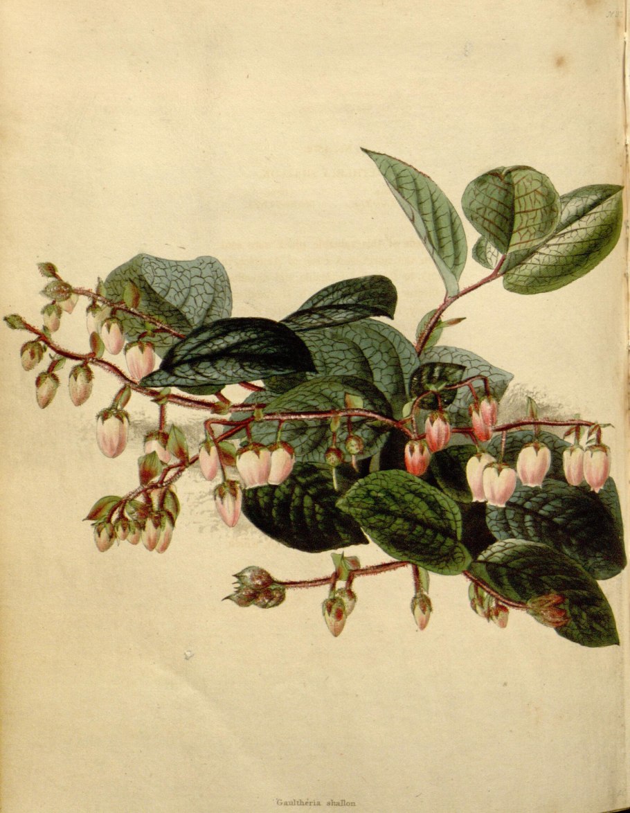 Гаультерия Салал