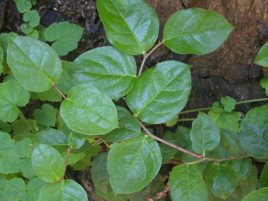 Гаультерия Прокумбенс