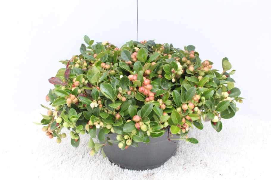 Салал дерево