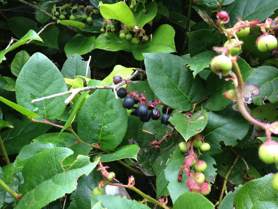 Gaultheria pyroloides