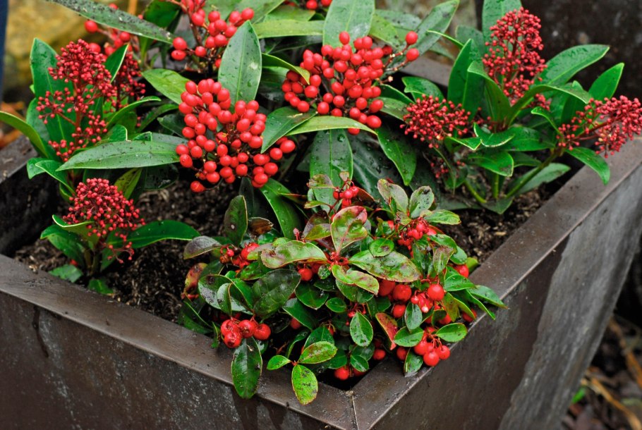 Гаултерия Биг Берри