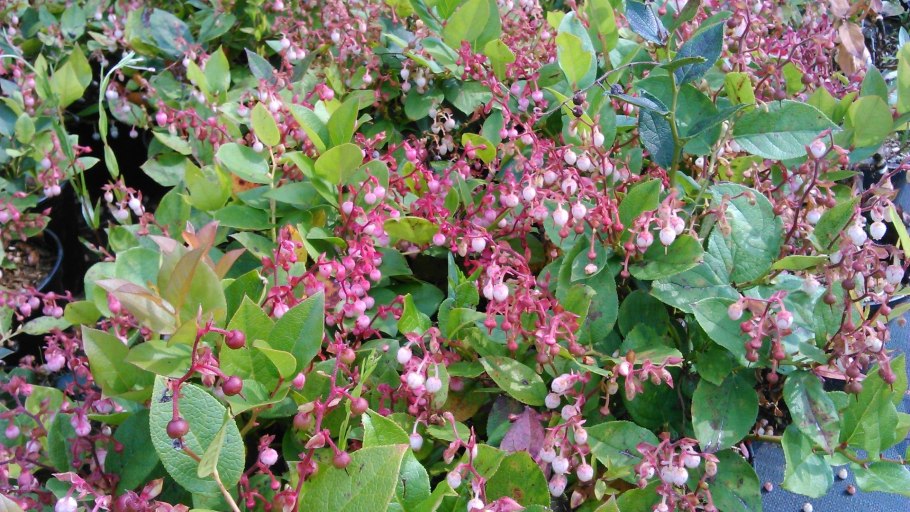 Гаультерия волосистая