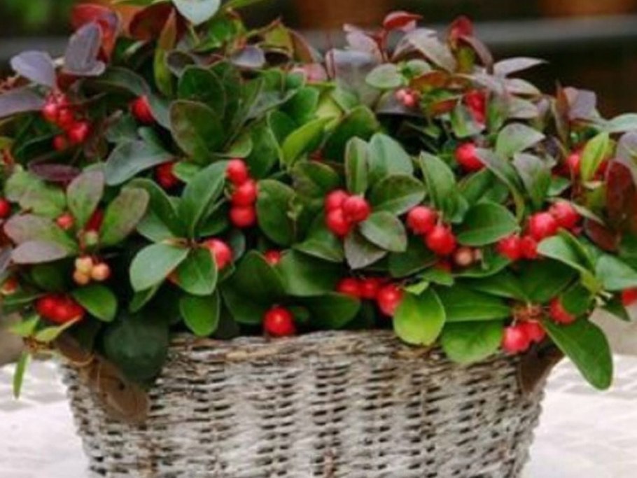 Гаультерия Прокумбенс