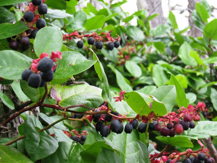 Гаультерия Салал