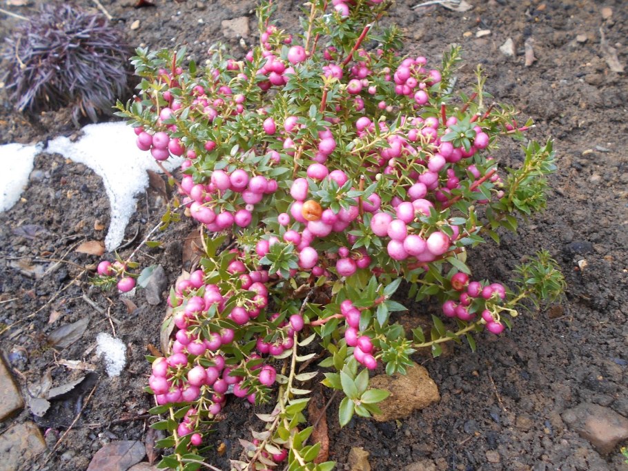 Гаультерия пернеттия