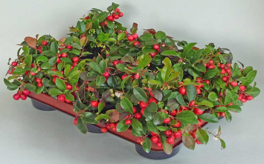 Гаультерия дарк принцесс