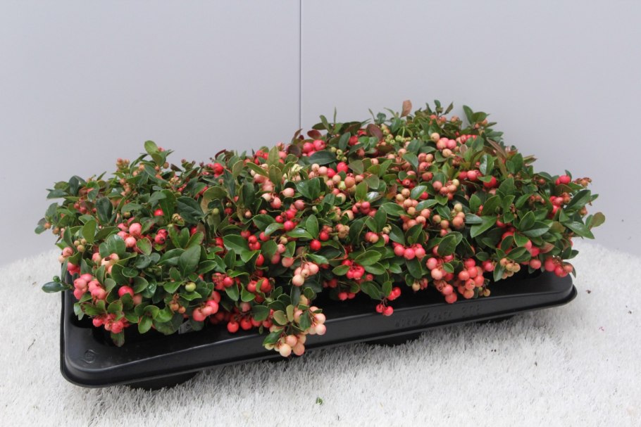 Ягода Гаультерия Дика