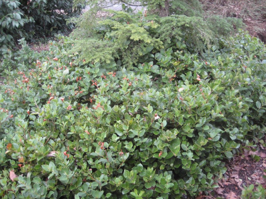 Gaultheria procumbens
