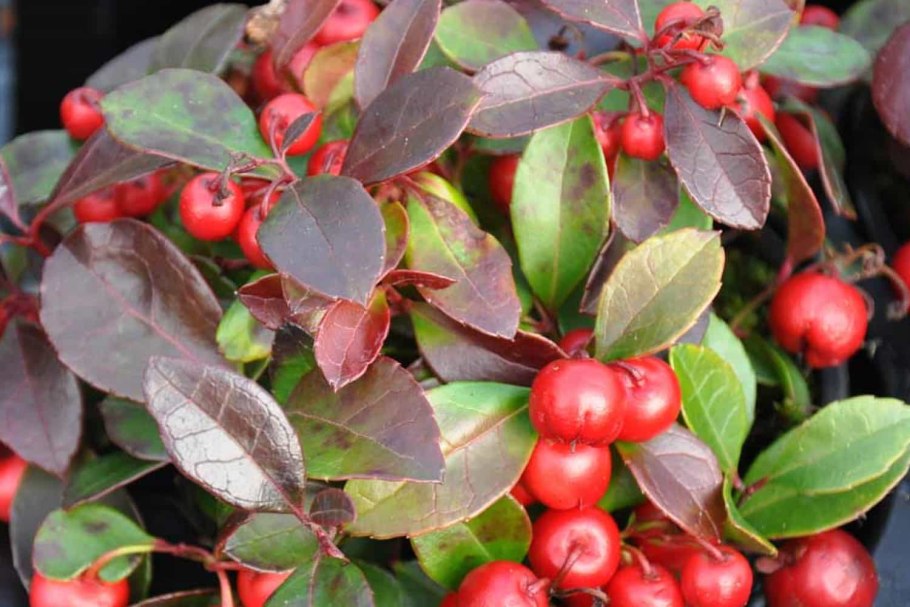 Гаультерия Биг Берри