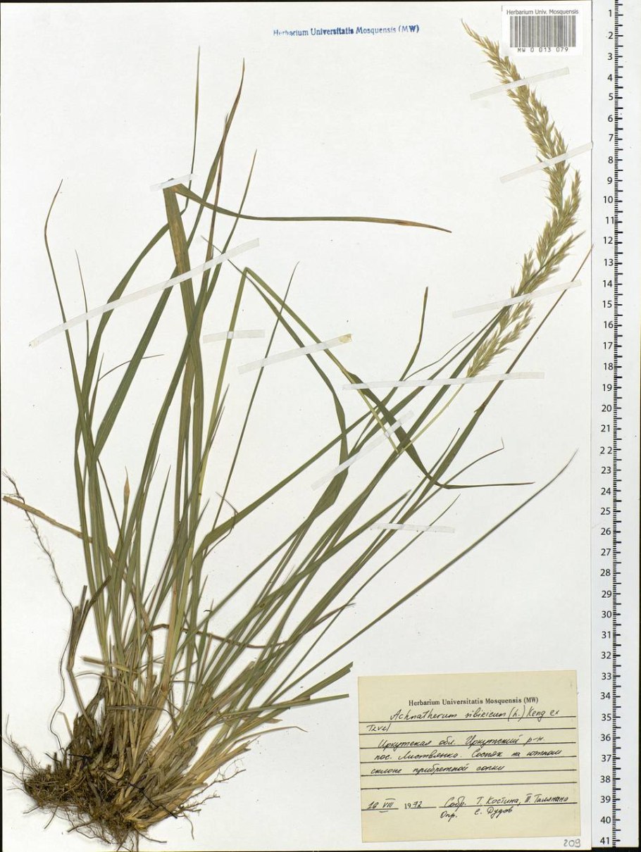 Ковыль перистый (Stipa pennata)