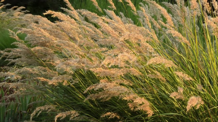 Вейник незамеченный