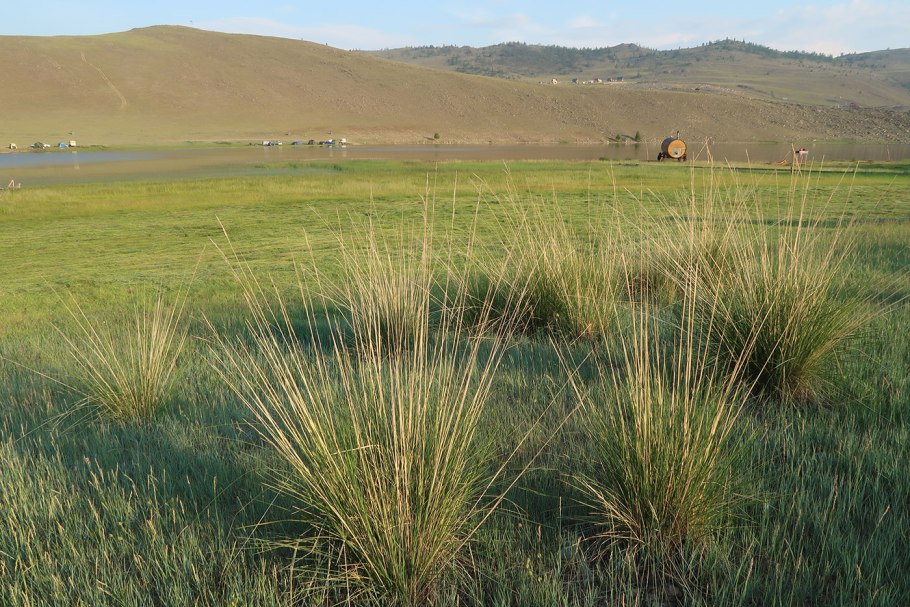 Lasiagrostis splendens