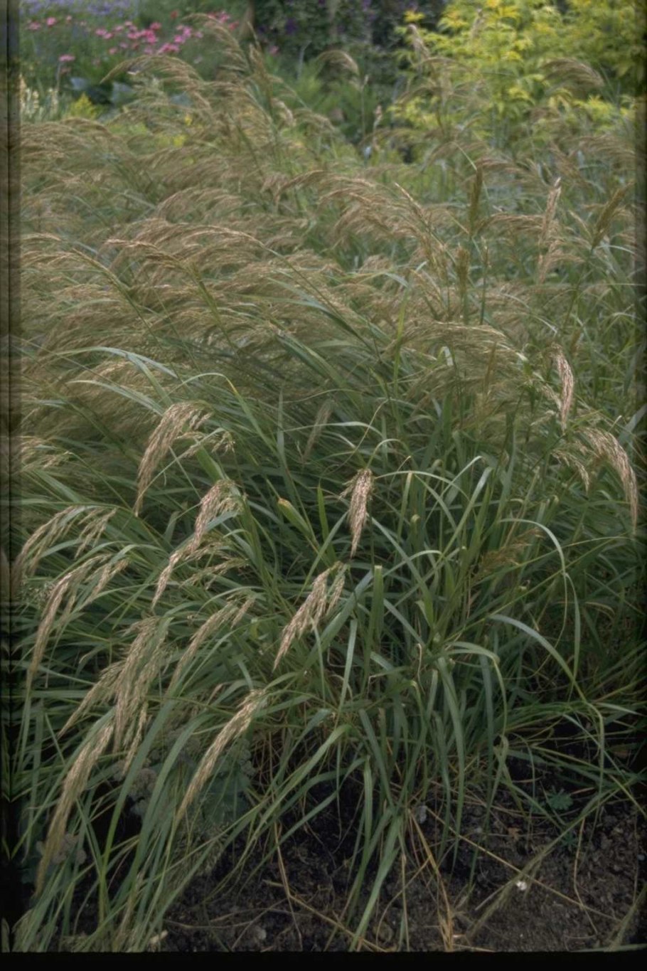 Ковыль волосатик Stipa capillata