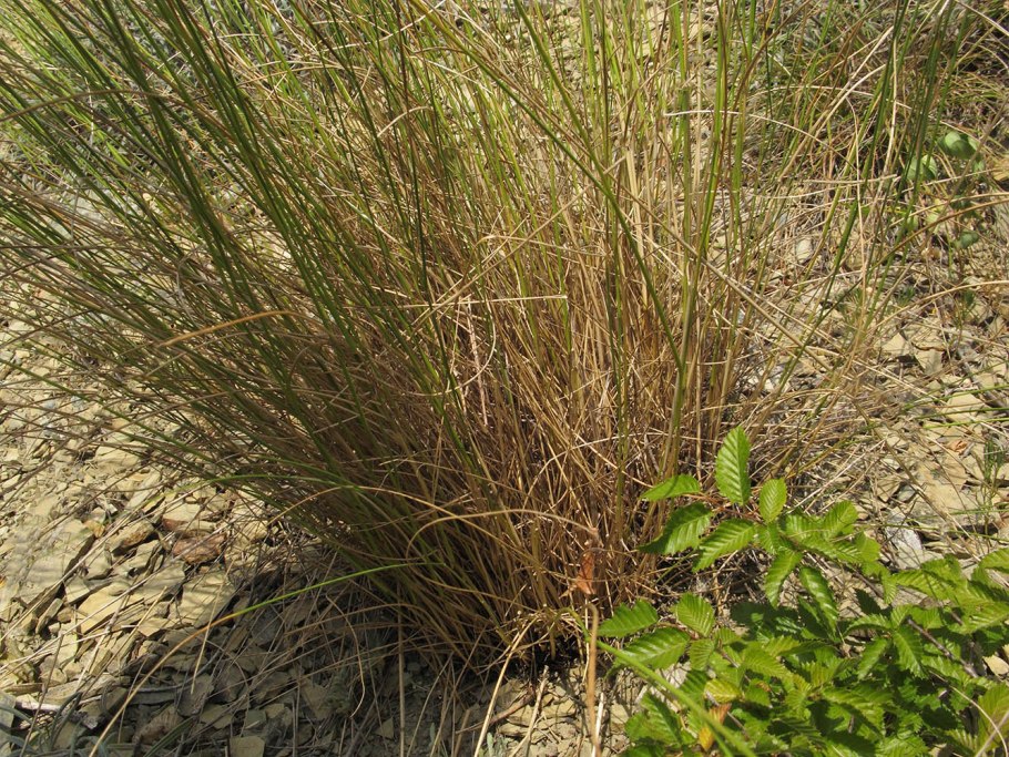 Нesperostipa spartea