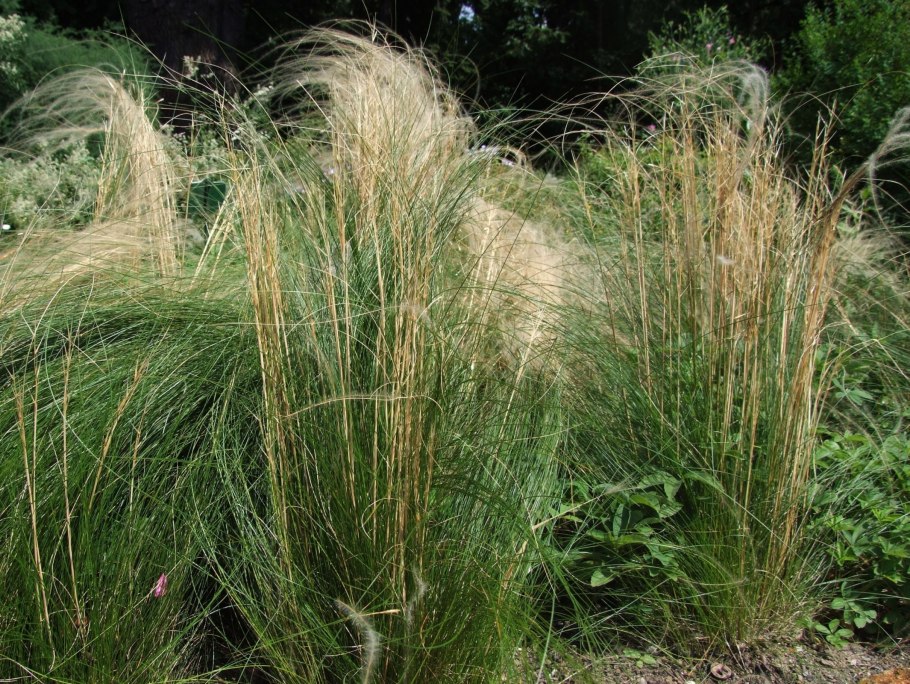 Ковыль stipa tenuissima