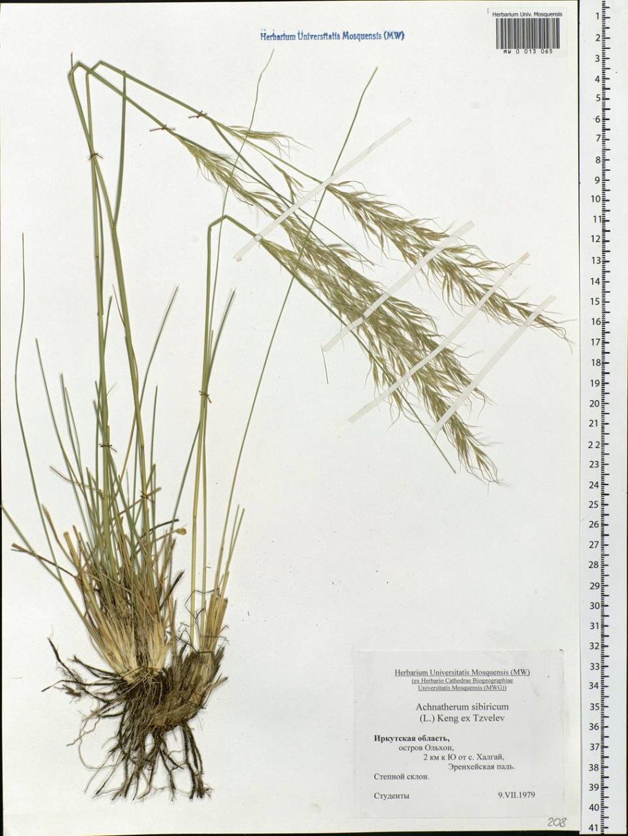 Achnatherum sibiricum