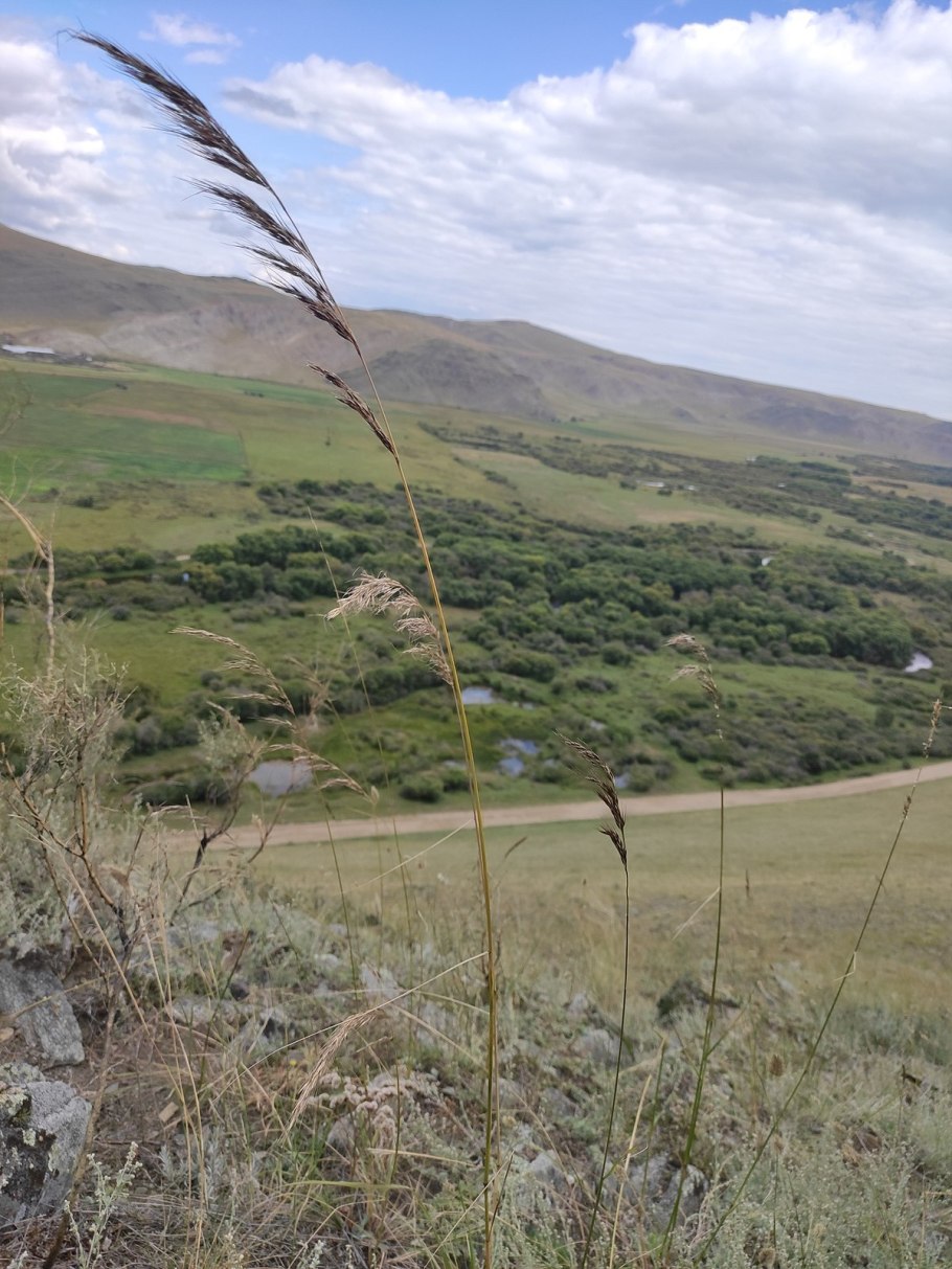 Чий блестящий