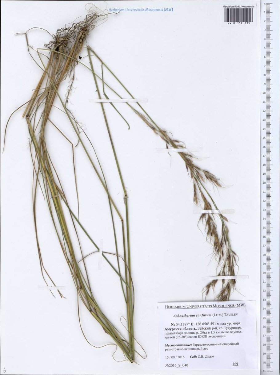Stipa pennata l.