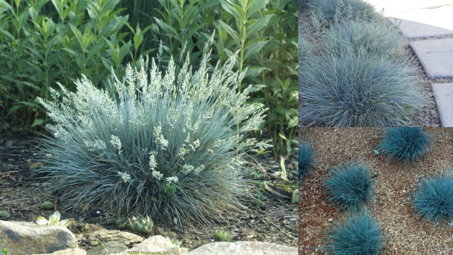 Овсяница фестука сизая