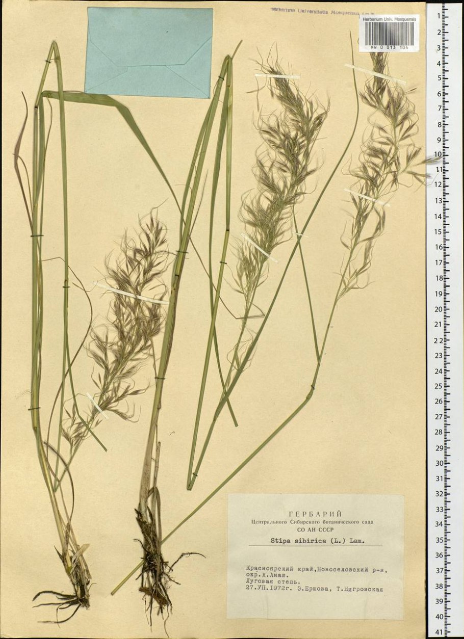 Ковыль вейниковый чий