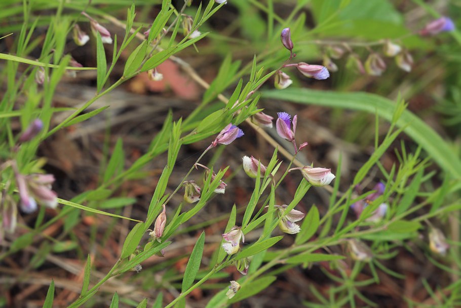 Polygala sibirica