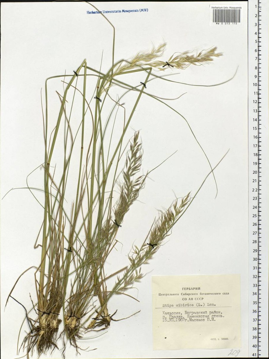 Чий блестящий