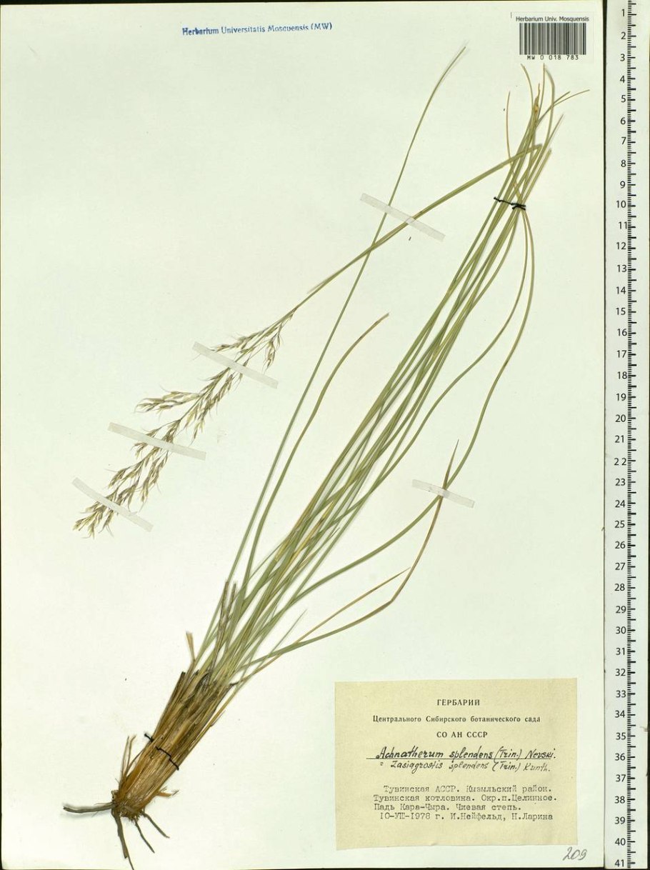 Злаки гербарий