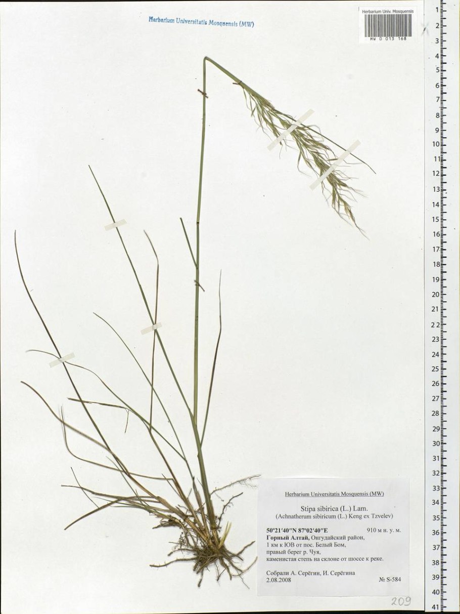 Ковыль трава гербарий