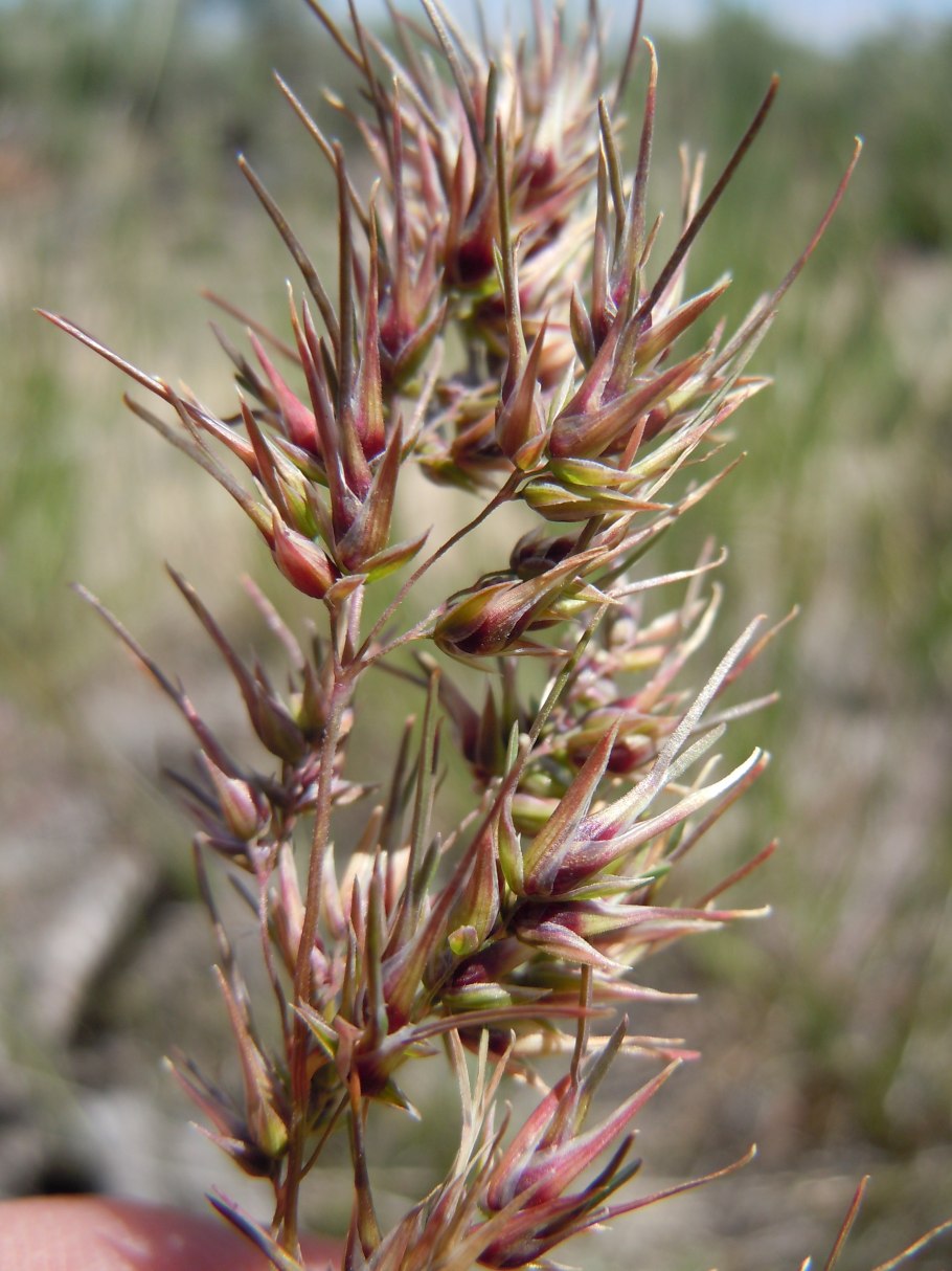 Poa bulbosa