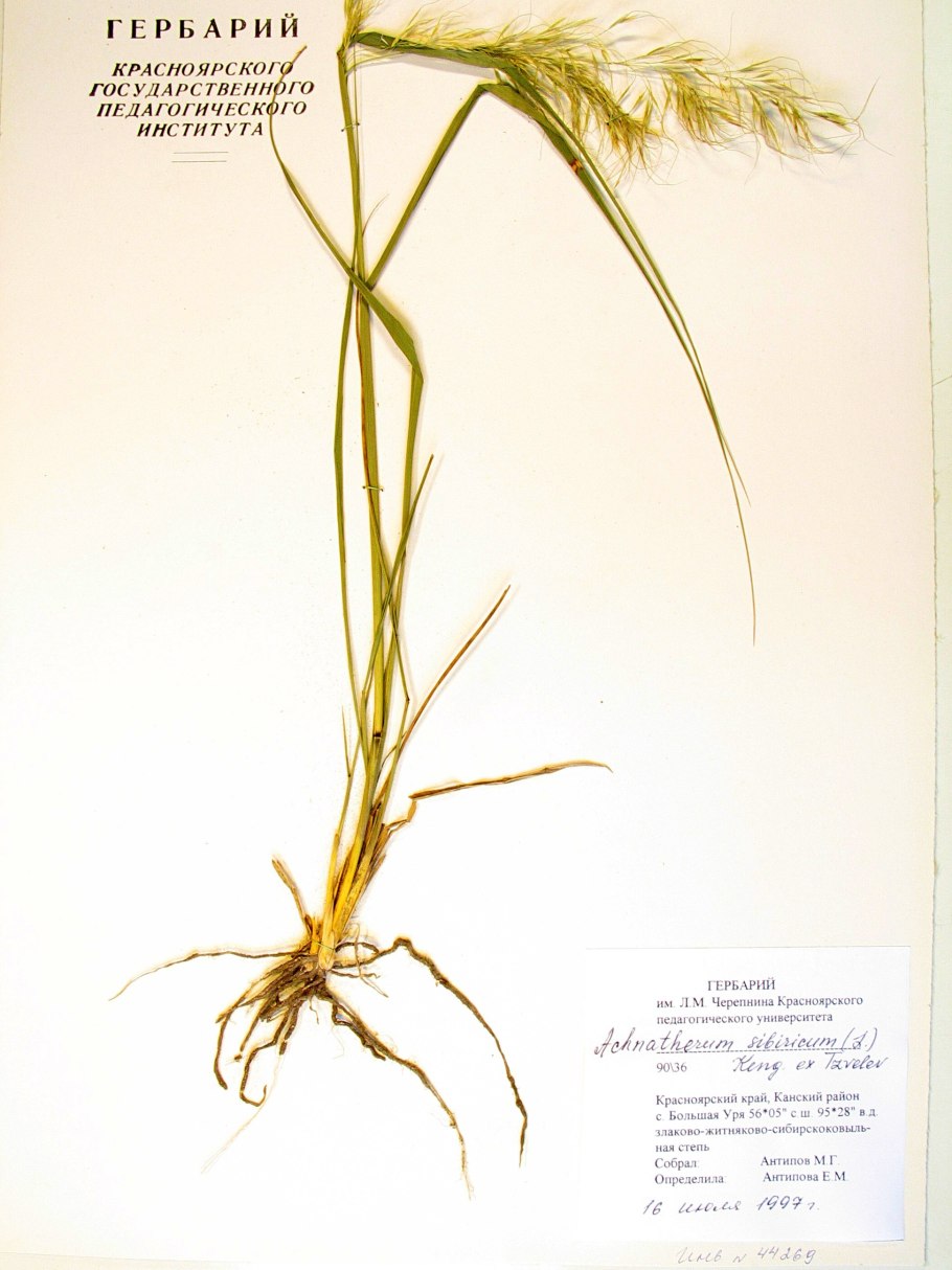 Виды гербариев