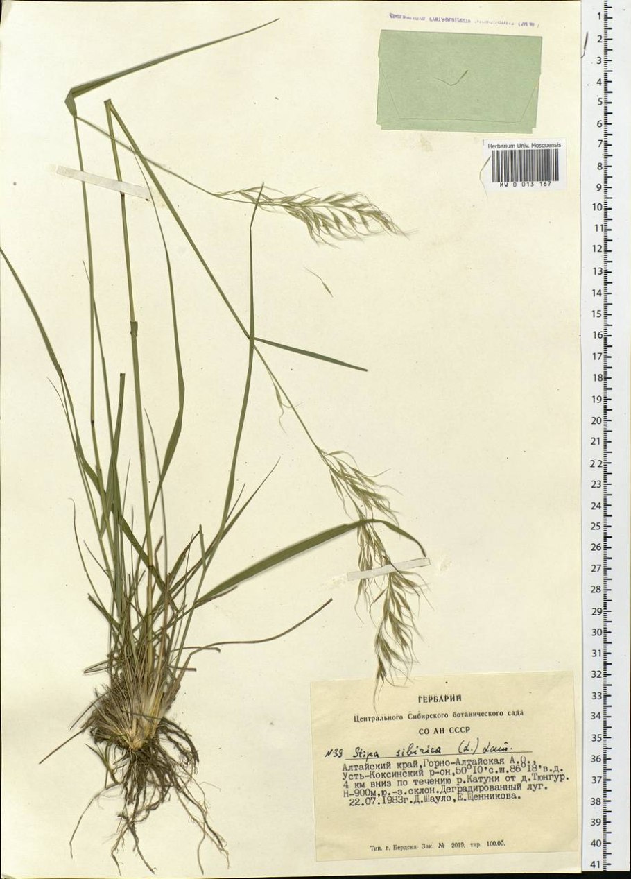 Чий Сибирский описание