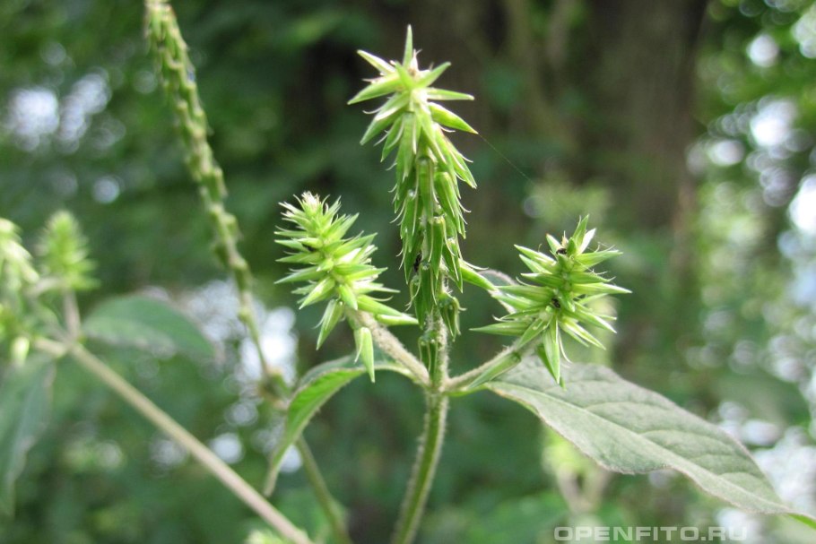 Мискантус Molinia arundinacea