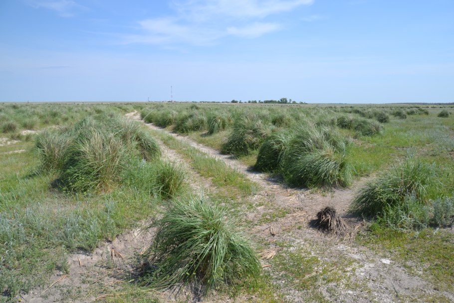 Чий блестящий Achnatherum splendens
