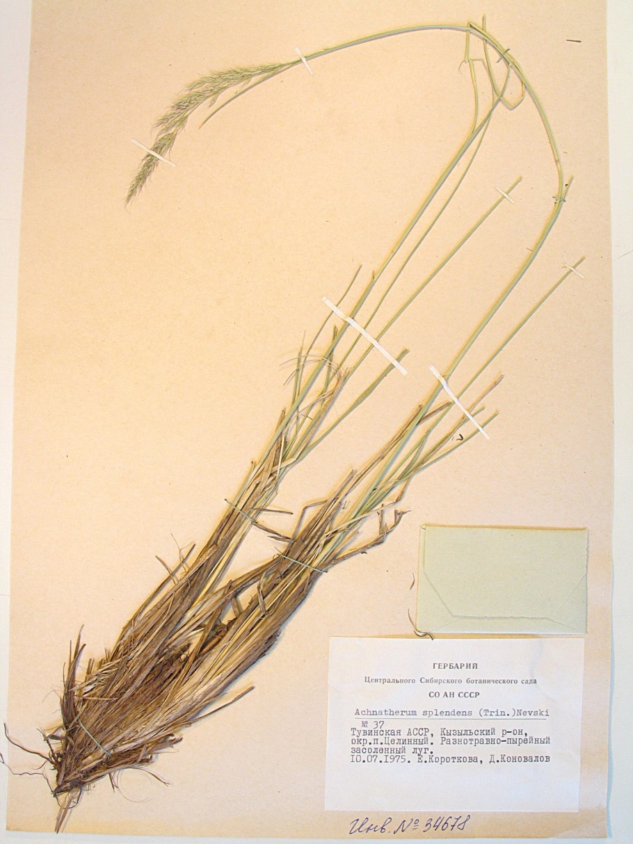 Ковыль вейниковый чий