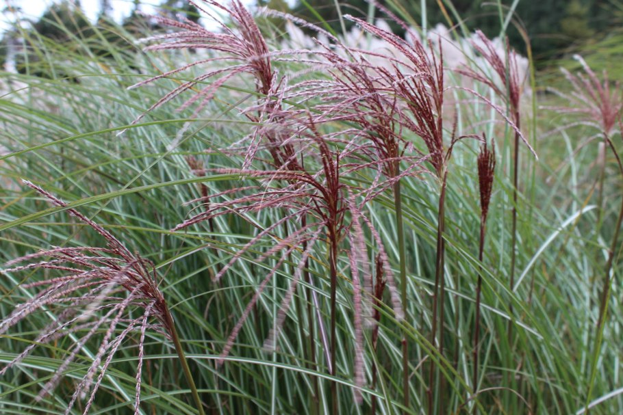 Stipa Pekinensis