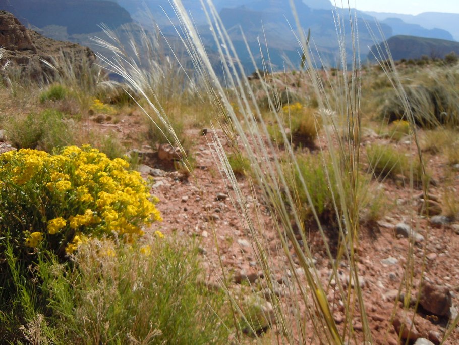 Вейник ланцетный