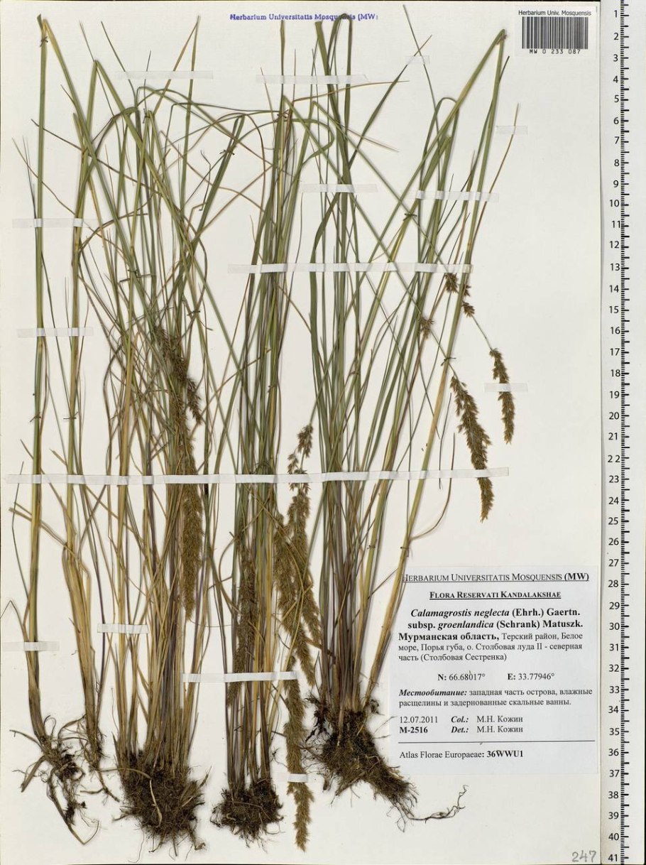Calamagrostis neglecta