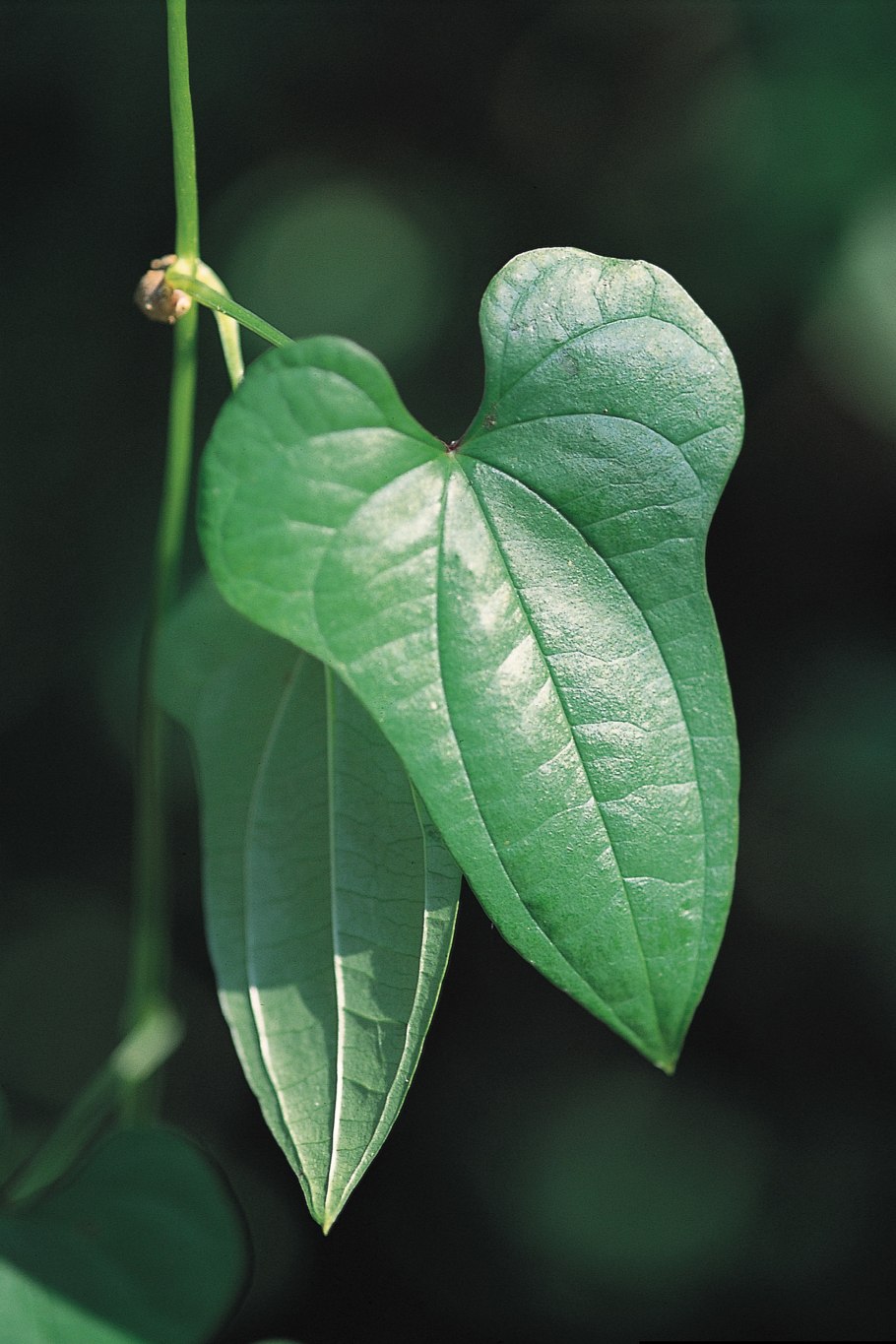 Диоскорея ниппонская, Dioscorea nipponica