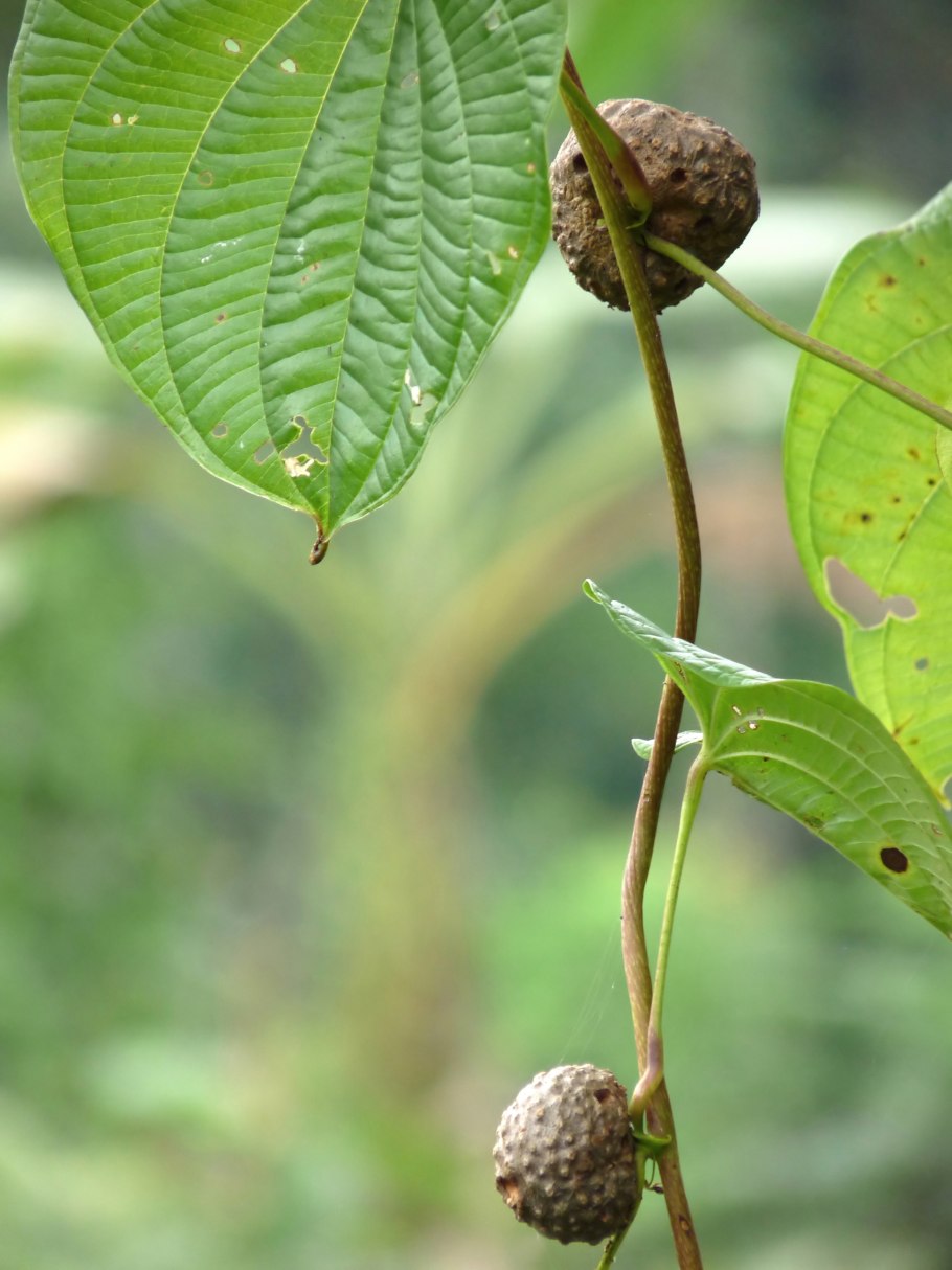 Dioscorea trifida